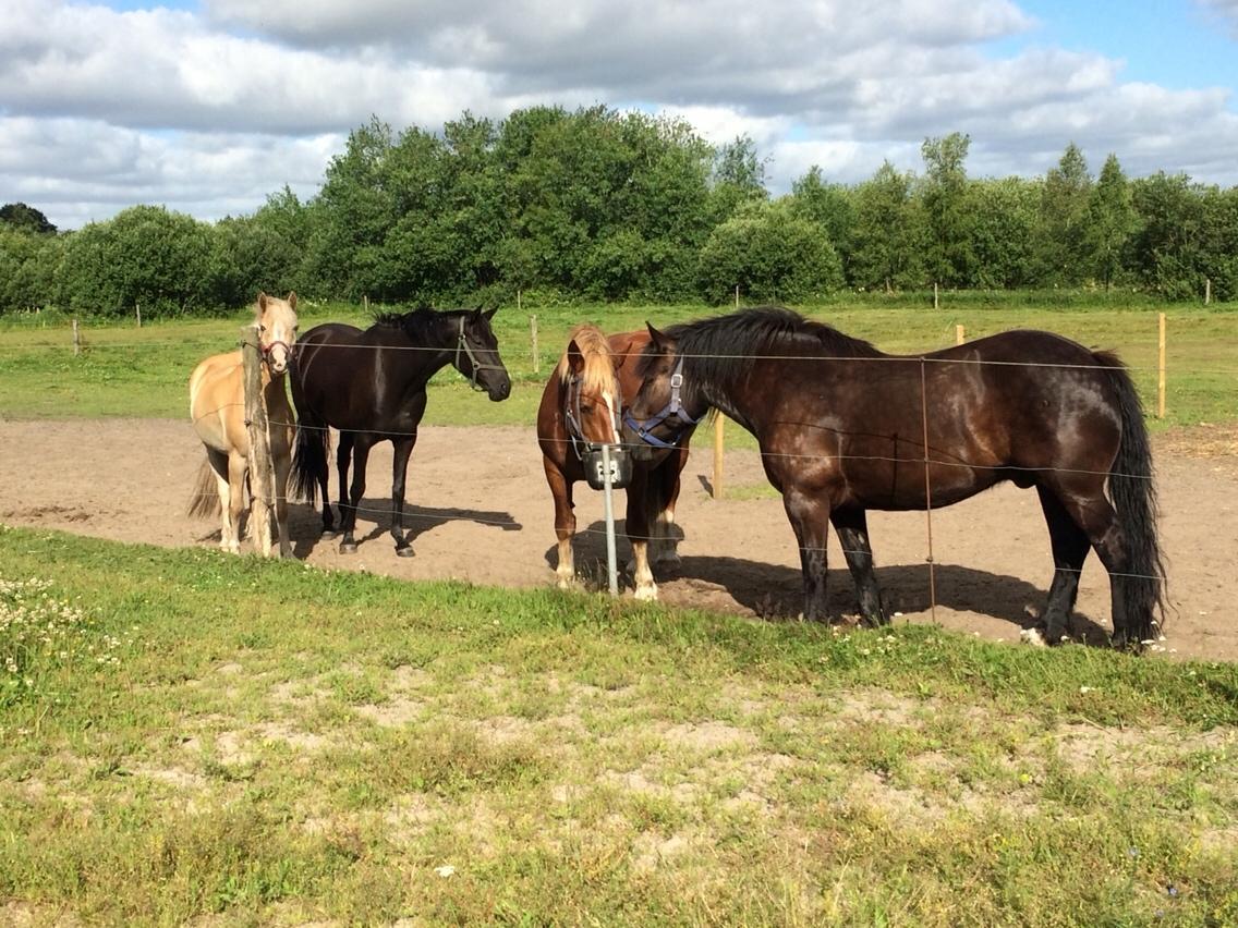 Sydtysk Koldblod Daedalus [Himmelhest] billede 20