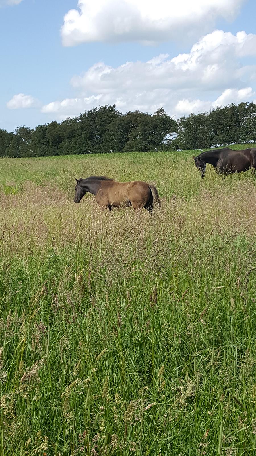 Welsh Partbred (Sec F) Struntze´s Good Point BRSDH 836 - Lige kommet på græs ude i engen , hun bliver helt væk i græs 29/5 2017 billede 14