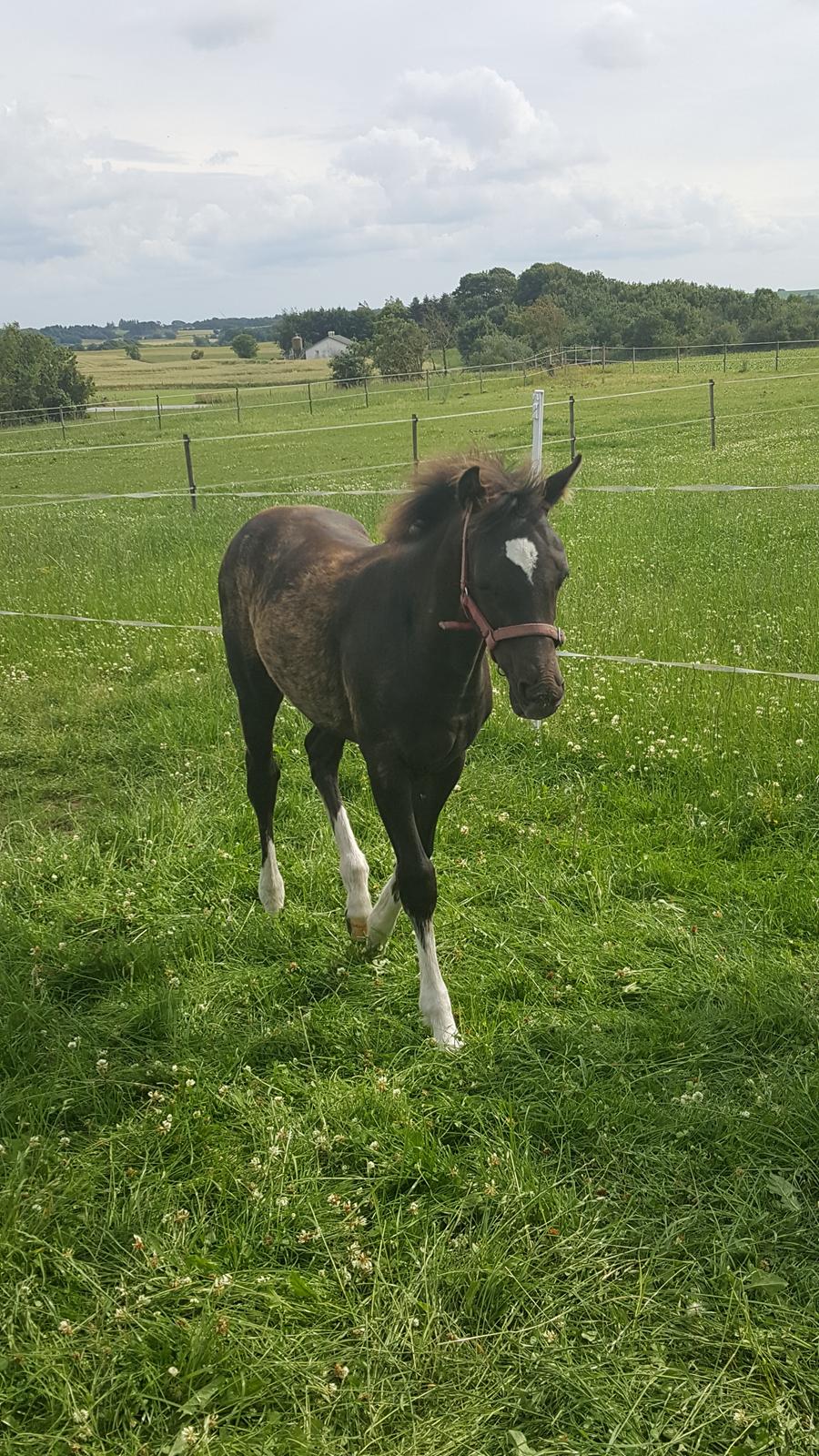 Welsh Partbred (Sec F) Struntze´s Good Point BRSDH 836 - Lige hjem ankommet fra sommer engen 10 / 7 2017 billede 15