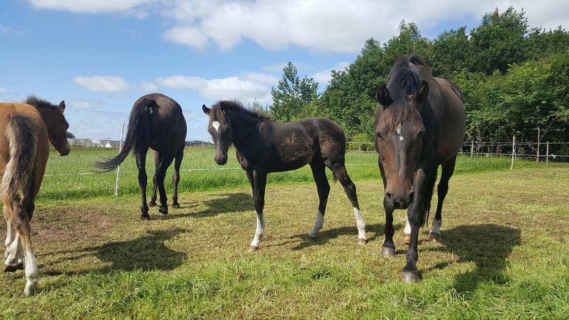 Welsh Partbred (Sec F) Struntze´s Good Point BRSDH 836 - Lille 3,5 mdr gammel og er ved at få en rigtig smuk farve - 13/7 2017 billede 9