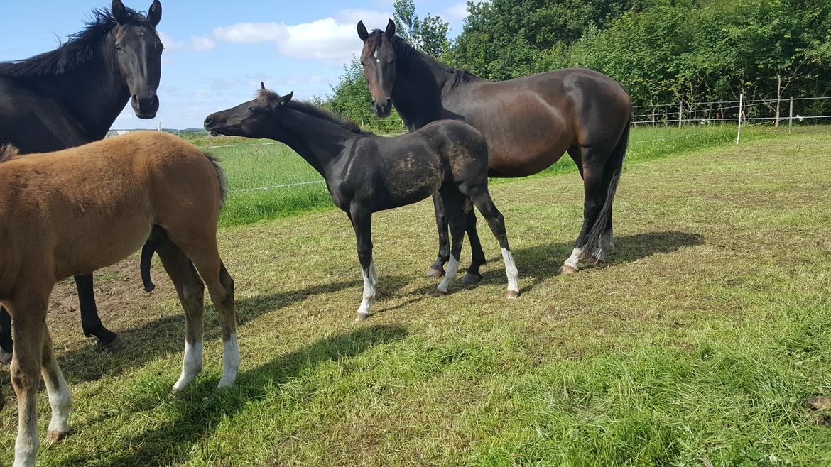 Welsh Partbred (Sec F) Struntze´s Good Point BRSDH 836 - Lille 3,5 mdr gammel og er ved at få en rigtig smuk farve - 13/7 2017 billede 10