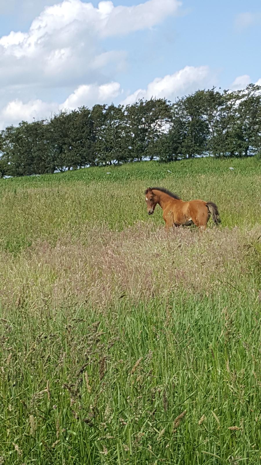 Welsh Partbred (Sec F) Struntze´s Go Believe - Ankommet i engen , og er nærmest begravet i græs :D 29 / 5 2017 billede 9