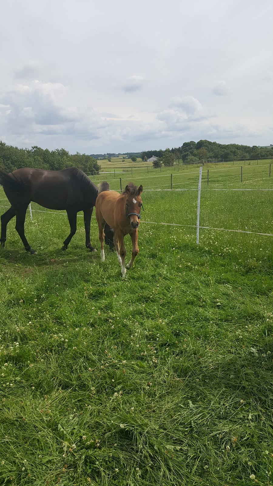 Welsh Partbred (Sec F) Struntze´s Go Believe - Lige ankommet hjemme alene , turen går snart ud efter lille søster :) 10 / 7 2017 billede 15