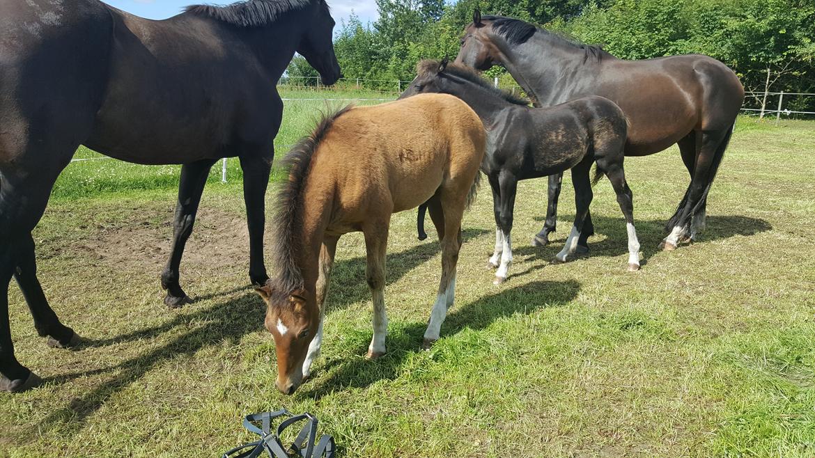 Welsh Partbred (Sec F) Struntze´s Go Believe - Den nysgerrige lille Carl han har også bare ALTID næsen i alt :D 13 / 7 2017 billede 12