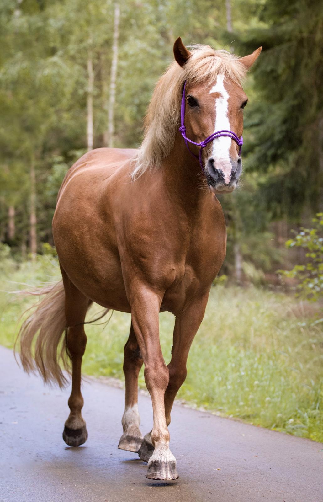 Anden særlig race Miss Dolly (Tamara)  - Hallund Photography billede 17