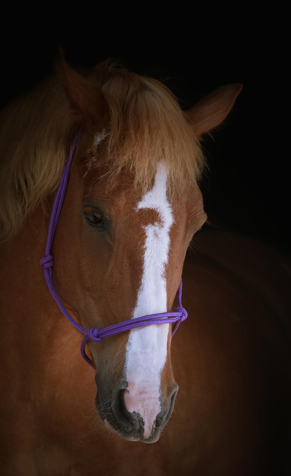 Anden særlig race Miss Dolly (Tamara)  - Hallund Photography billede 18