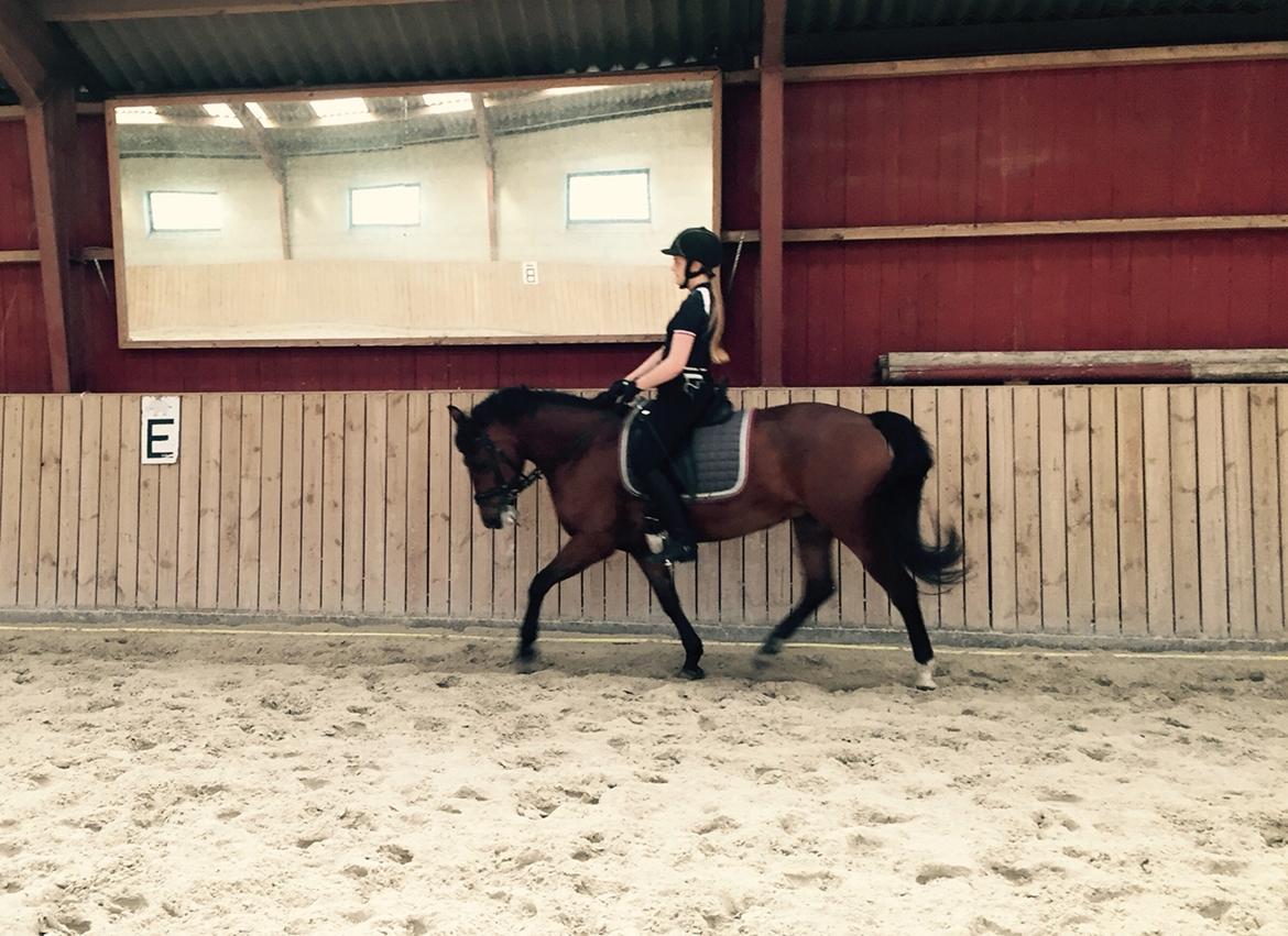 New Forest Elmholts Tudor Style (tidl. hest) billede 2