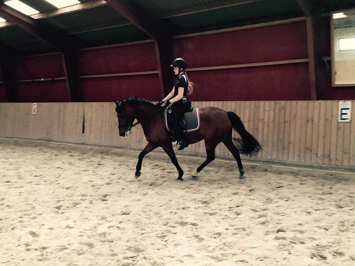 New Forest Elmholts Tudor Style (tidl. hest) billede 3