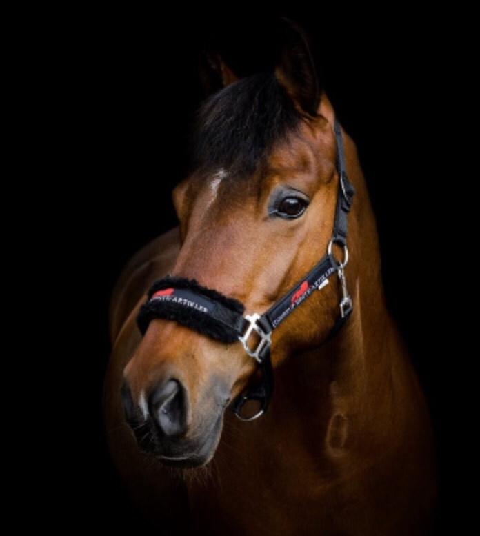 New Forest Elmholts Tudor Style (tidl. hest) billede 4