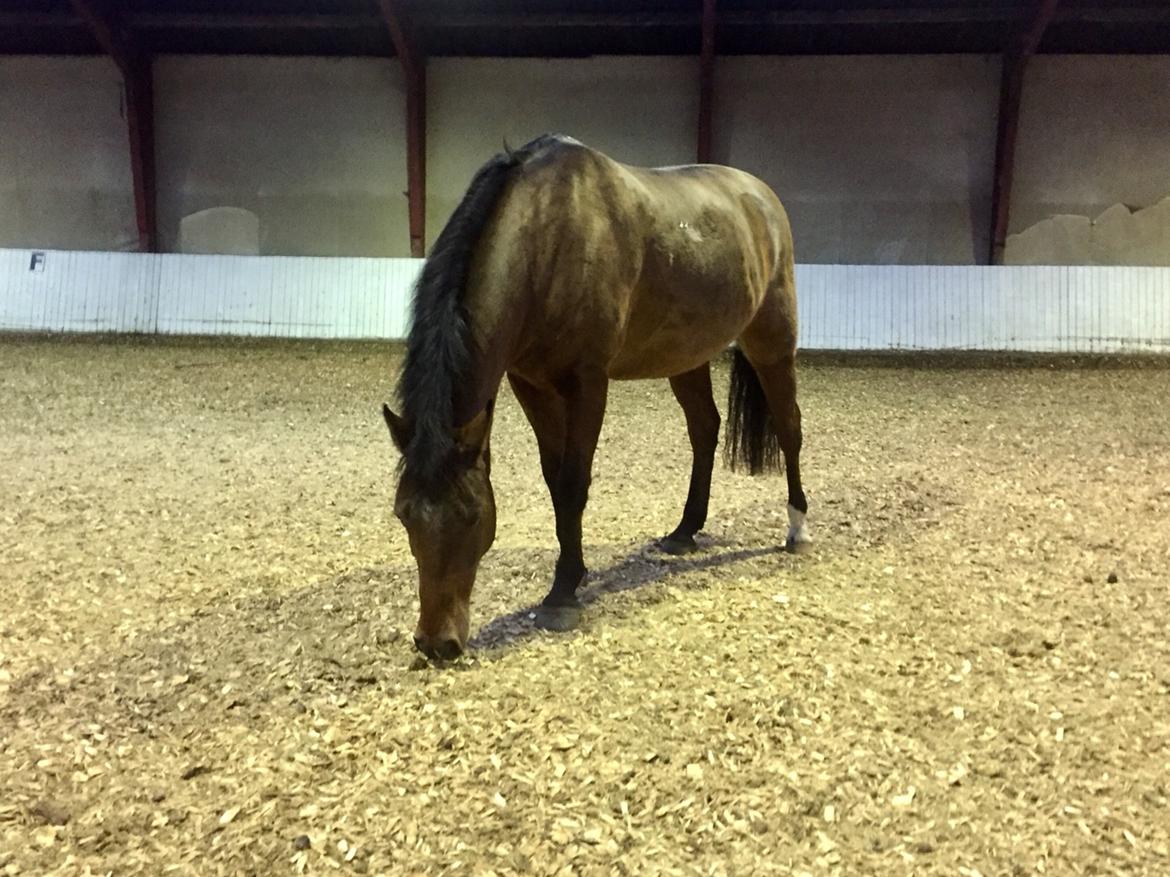 New Forest Elmholts Tudor Style (tidl. hest) billede 9