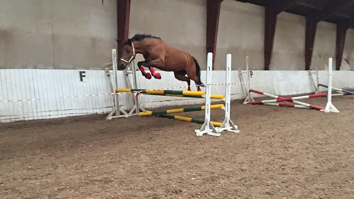 New Forest Elmholts Tudor Style (tidl. hest) billede 13