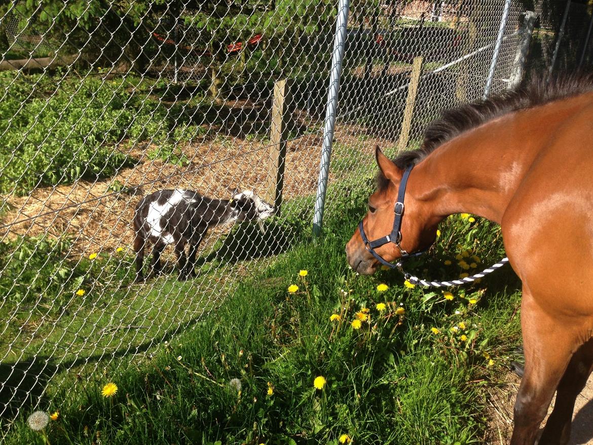 New Forest Elmholts Tudor Style (tidl. hest) billede 1