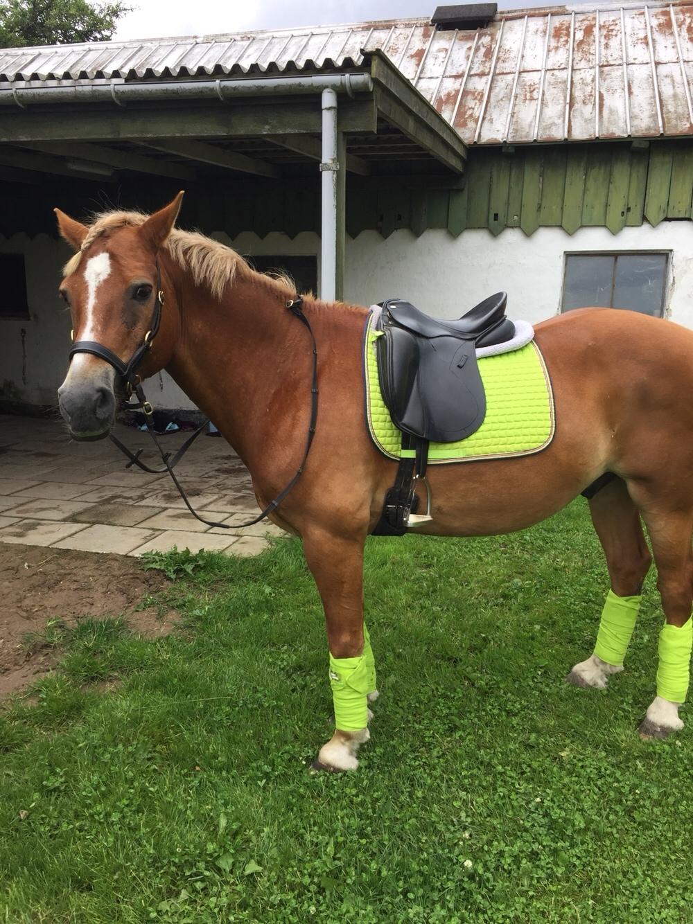 Welsh Cob (sec D) Kiding Game On billede 4