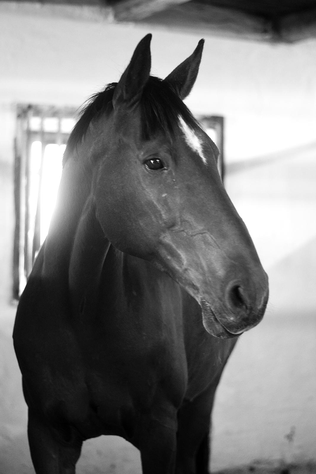 Dansk Varmblod Larvik V. billede 7