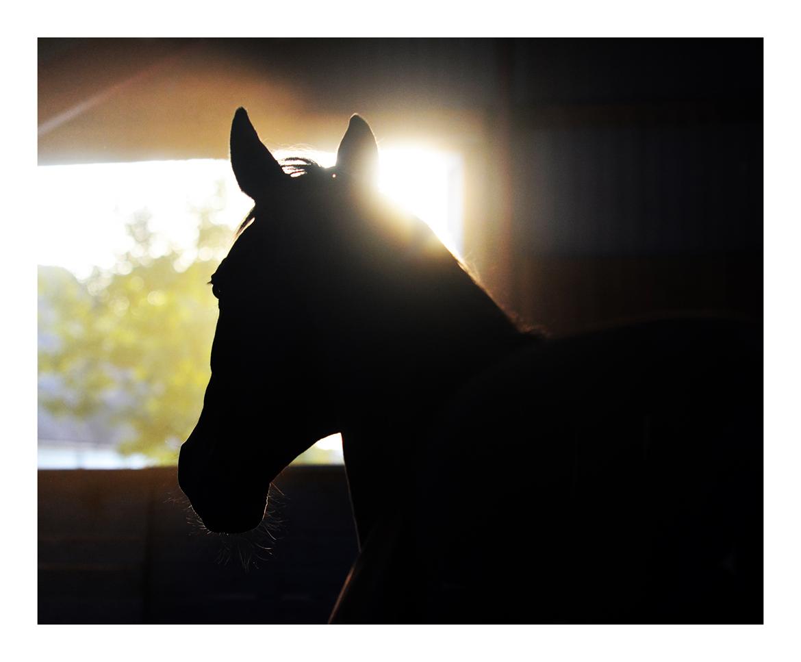 Dansk Varmblod Larvik V. billede 8