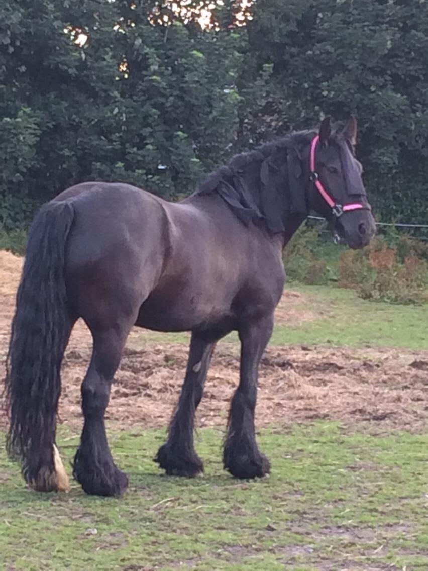 Tinker Fogderups Eithna billede 7