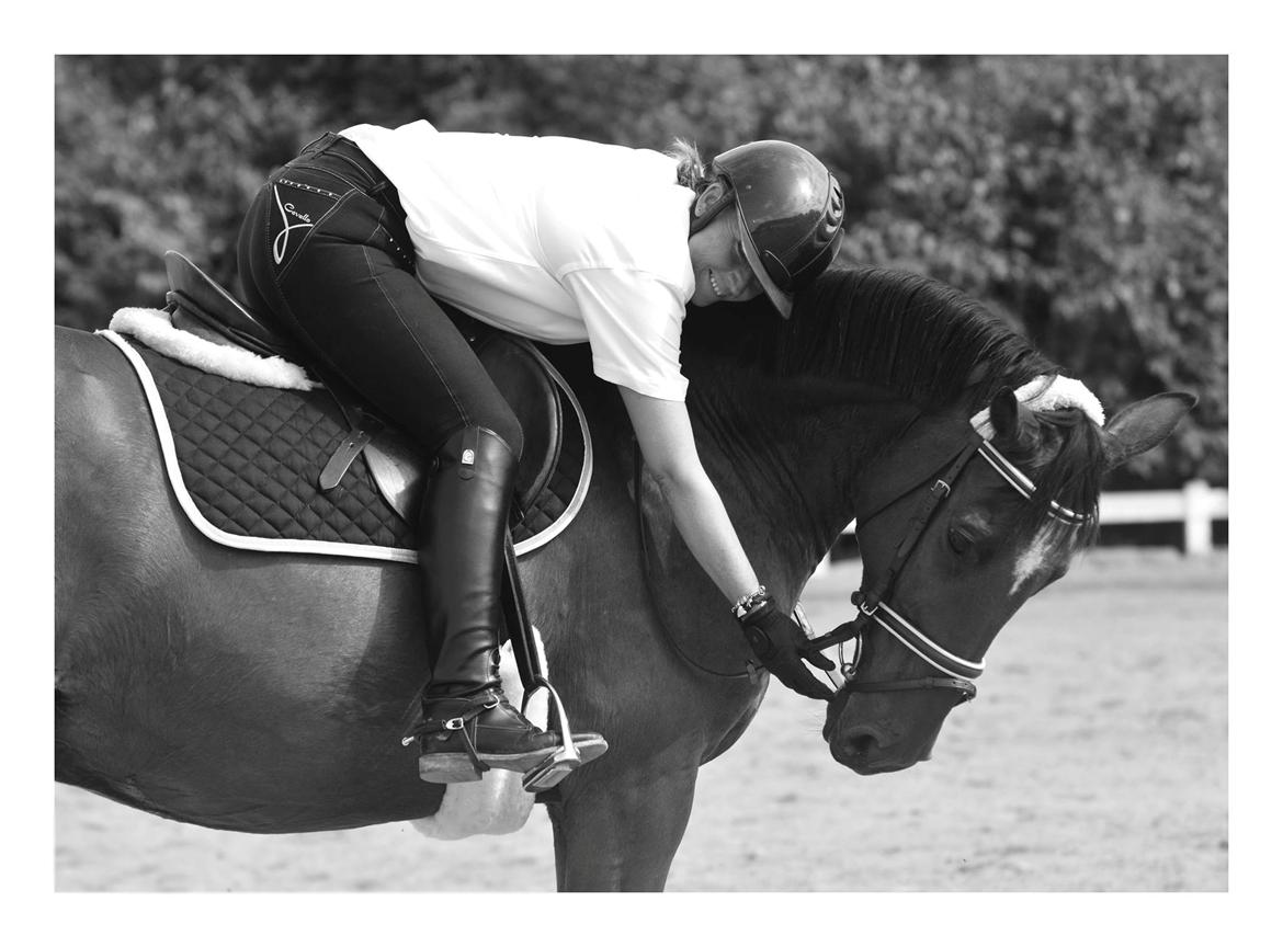 Dansk Varmblod Larvik V. billede 9