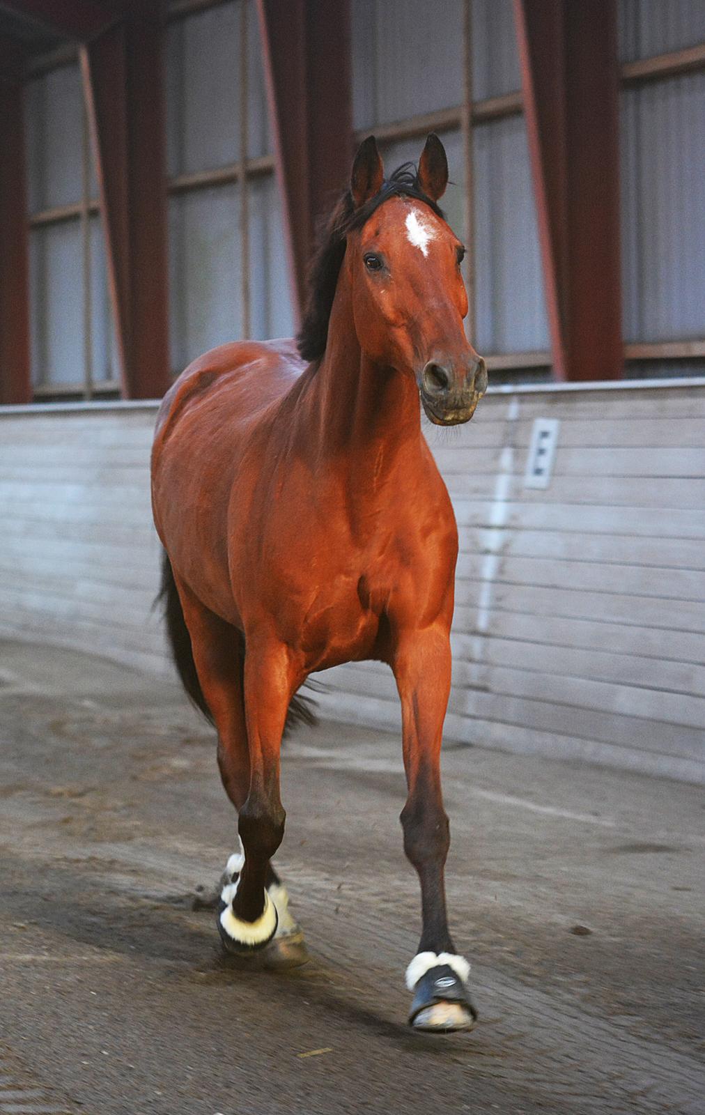 Dansk Varmblod Larvik V. billede 5