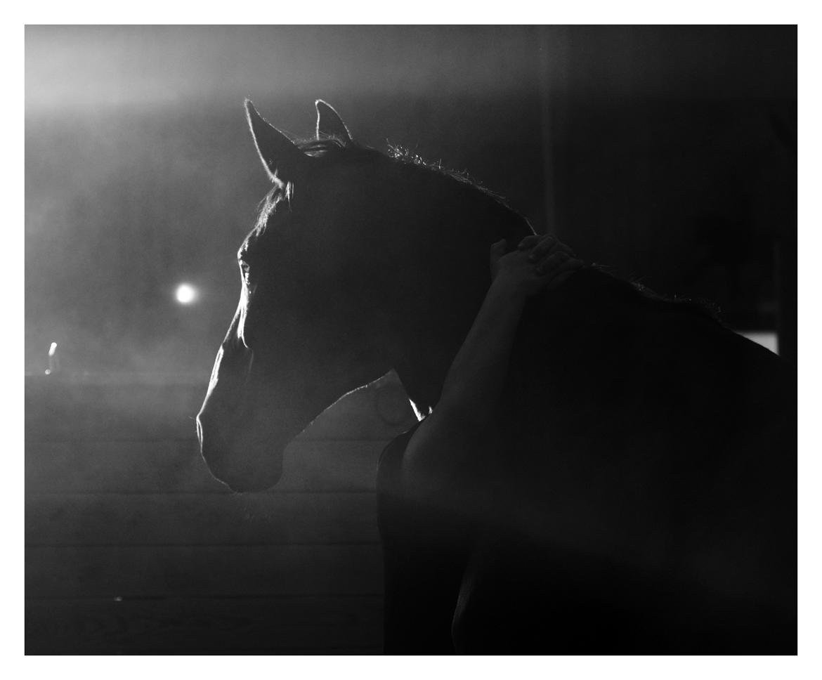 Dansk Varmblod Larvik V. billede 3