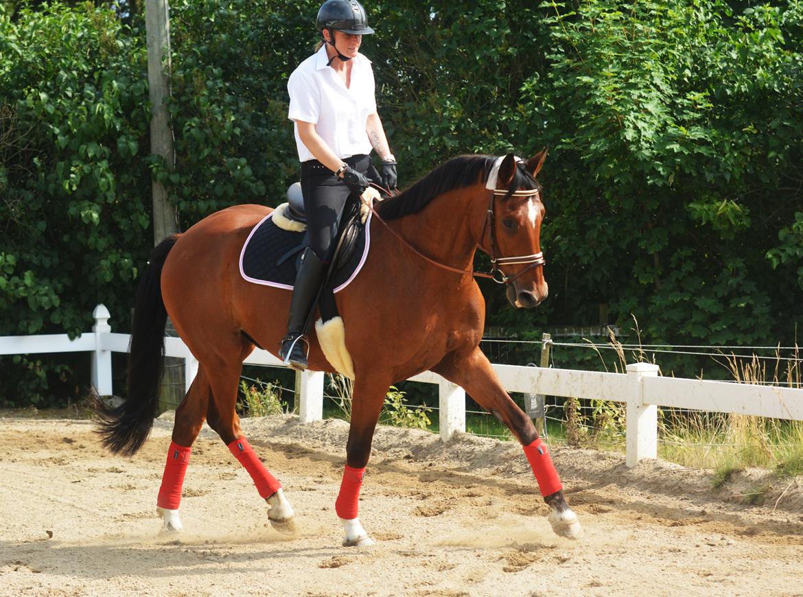 Dansk Varmblod Larvik V. billede 6