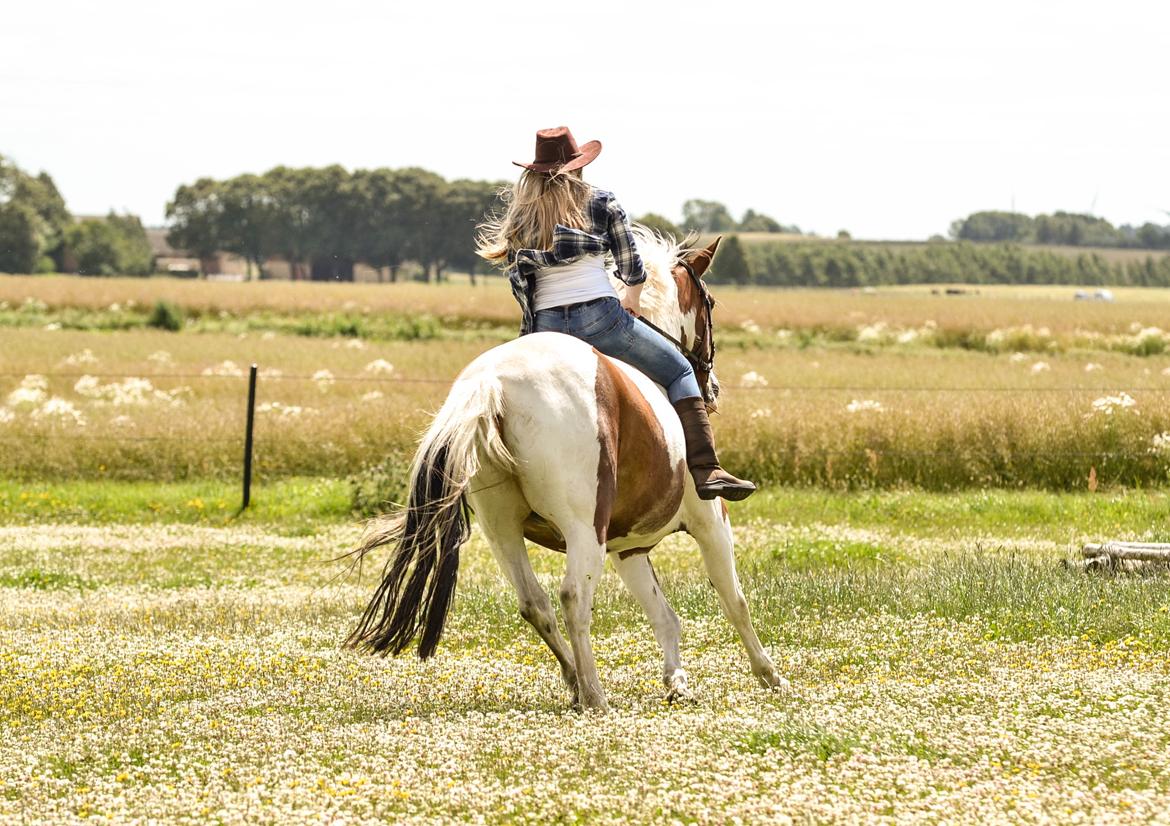 Anden særlig race Buller - (Holmgren Photo) billede 4