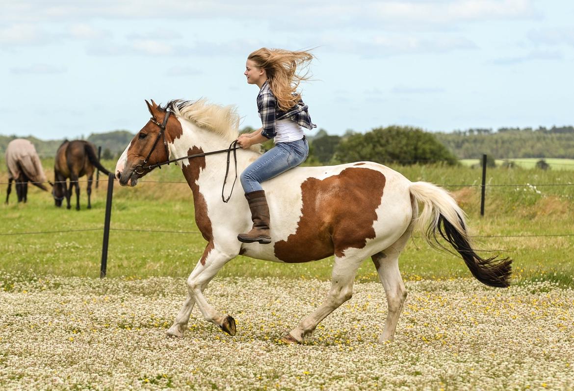 Anden særlig race Buller - (Holmgren Photo) billede 2