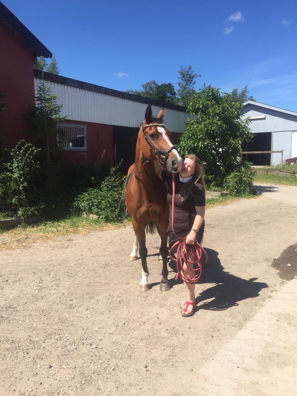 Dansk Varmblod OK-Gruppen Akasia billede 2