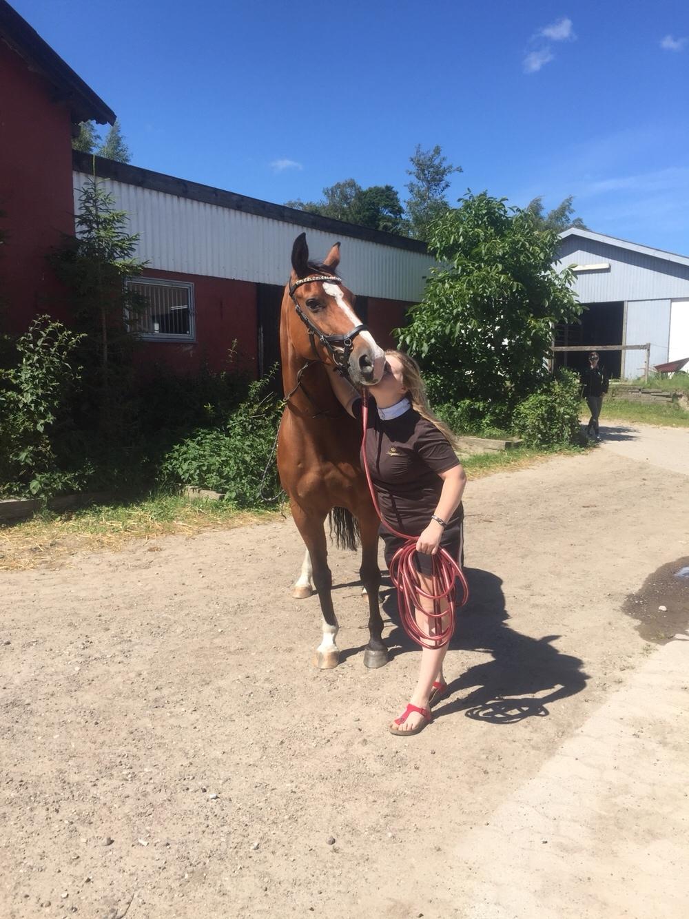 Dansk Varmblod OK-Gruppen Akasia billede 1