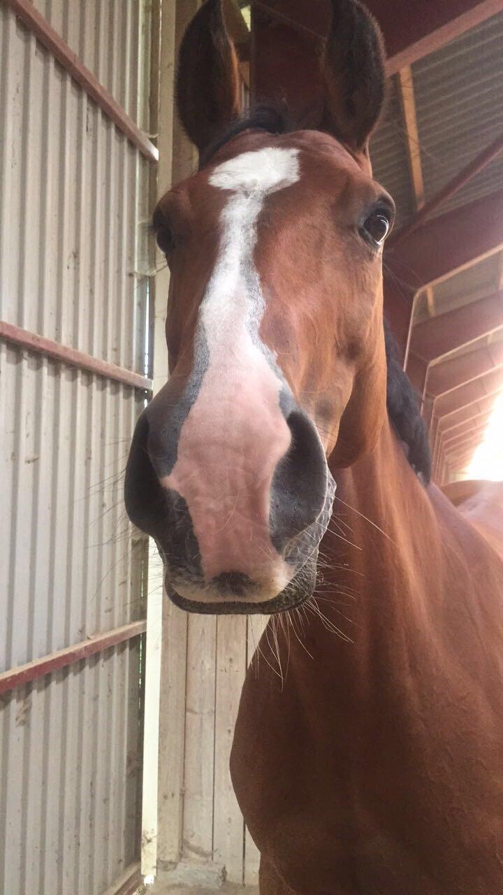 Dansk Varmblod OK-Gruppen Akasia billede 4