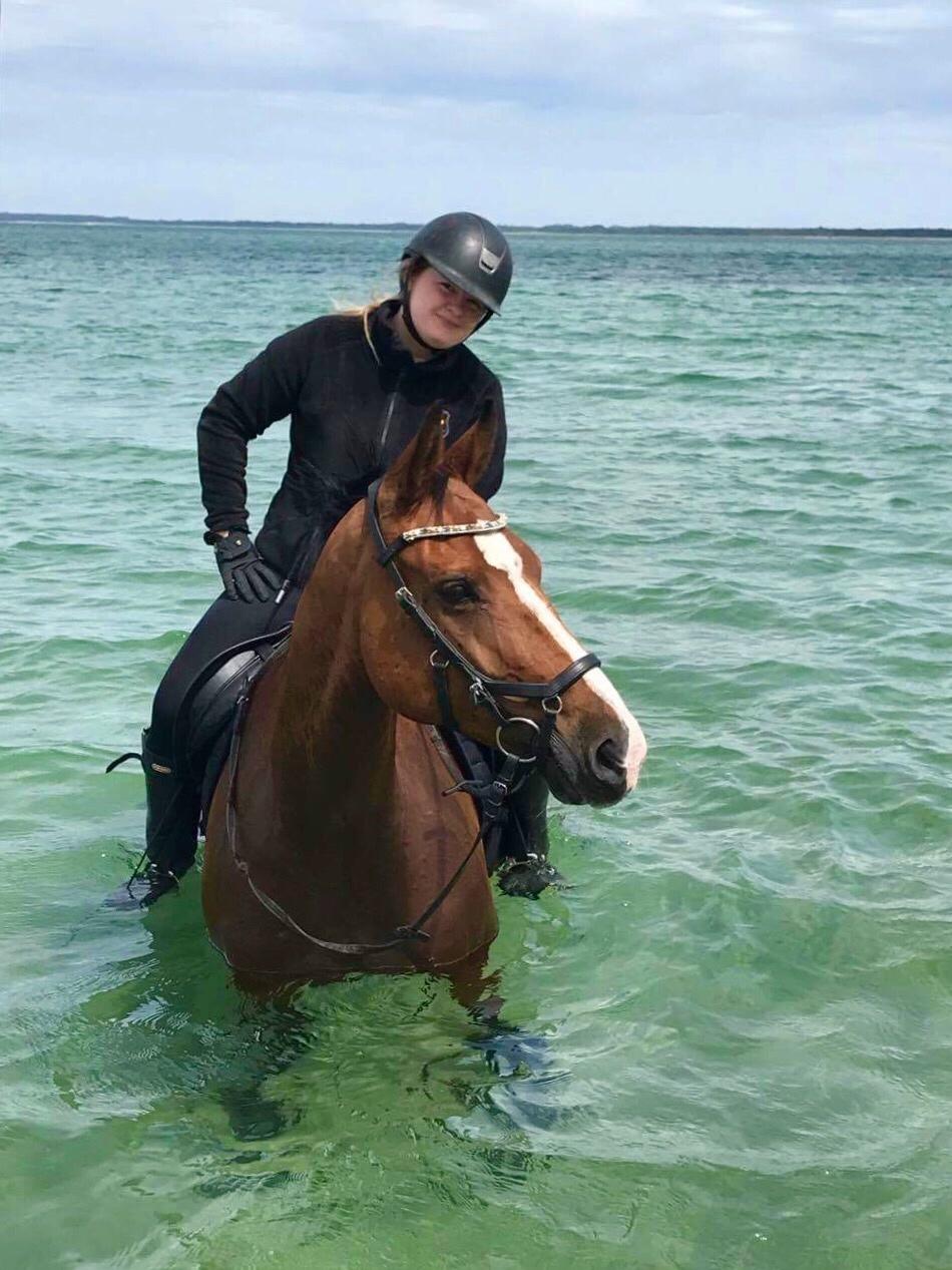 Dansk Varmblod OK-Gruppen Akasia billede 3