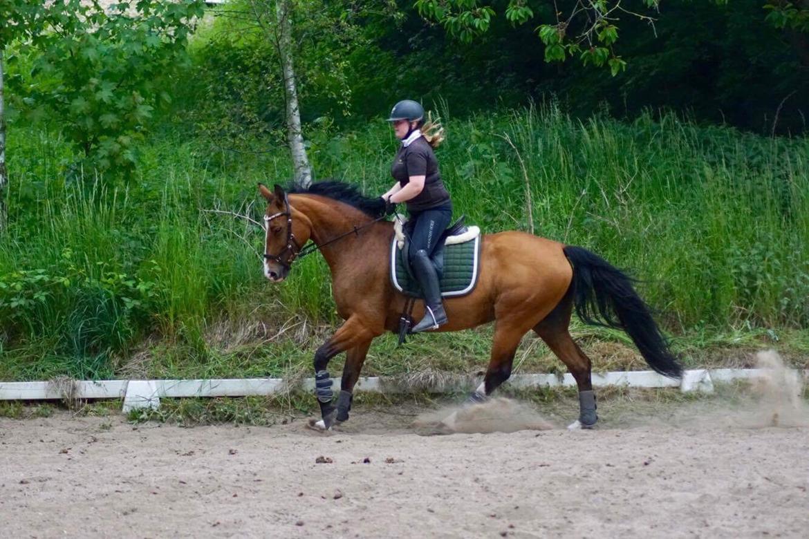 Dansk Varmblod OK-Gruppen Akasia billede 5