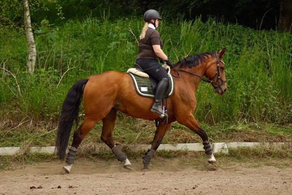 Dansk Varmblod OK-Gruppen Akasia billede 6