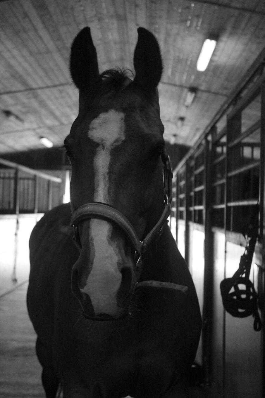 Dansk Varmblod OK-Gruppen Akasia billede 8