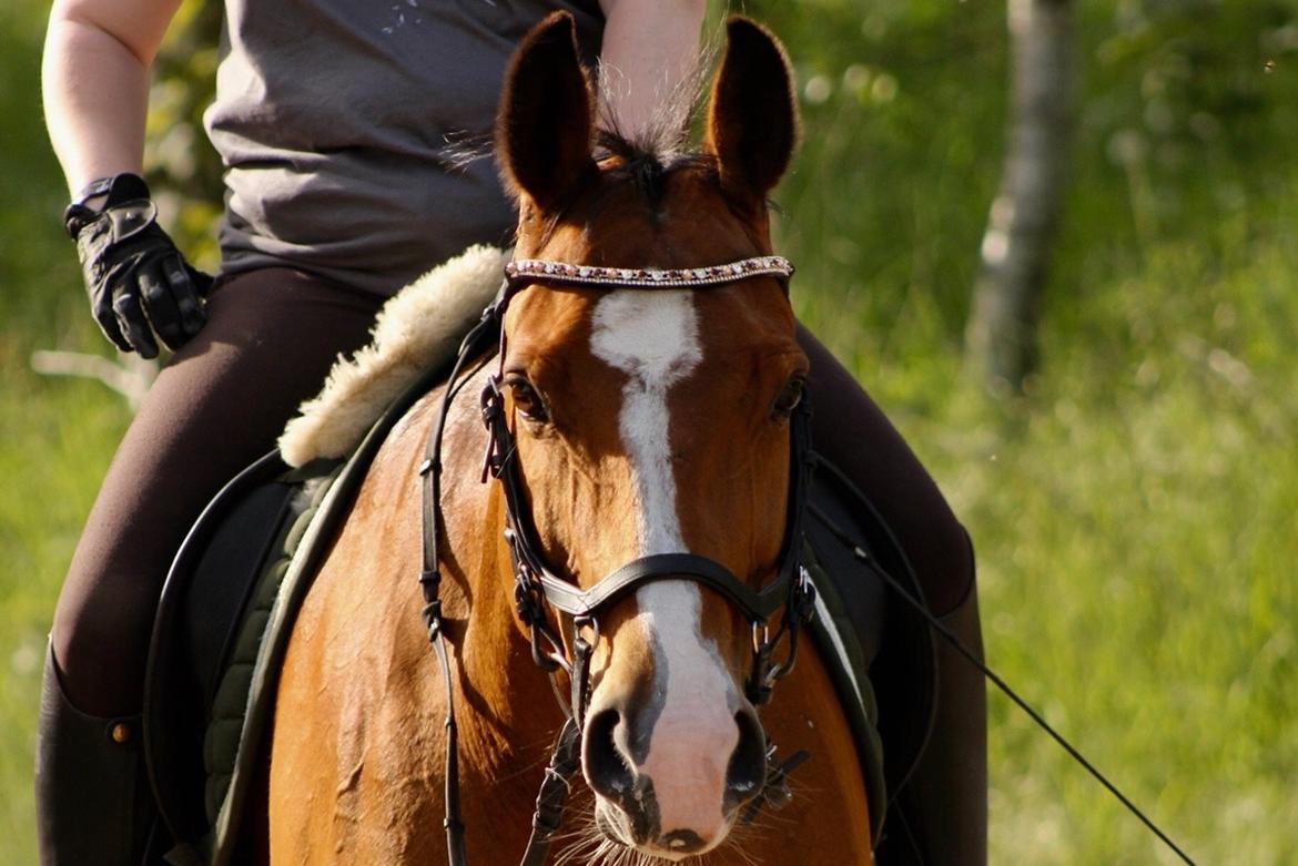 Dansk Varmblod OK-Gruppen Akasia billede 7