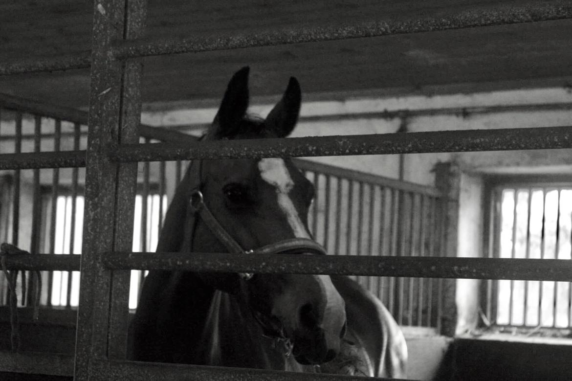 Dansk Varmblod OK-Gruppen Akasia billede 9