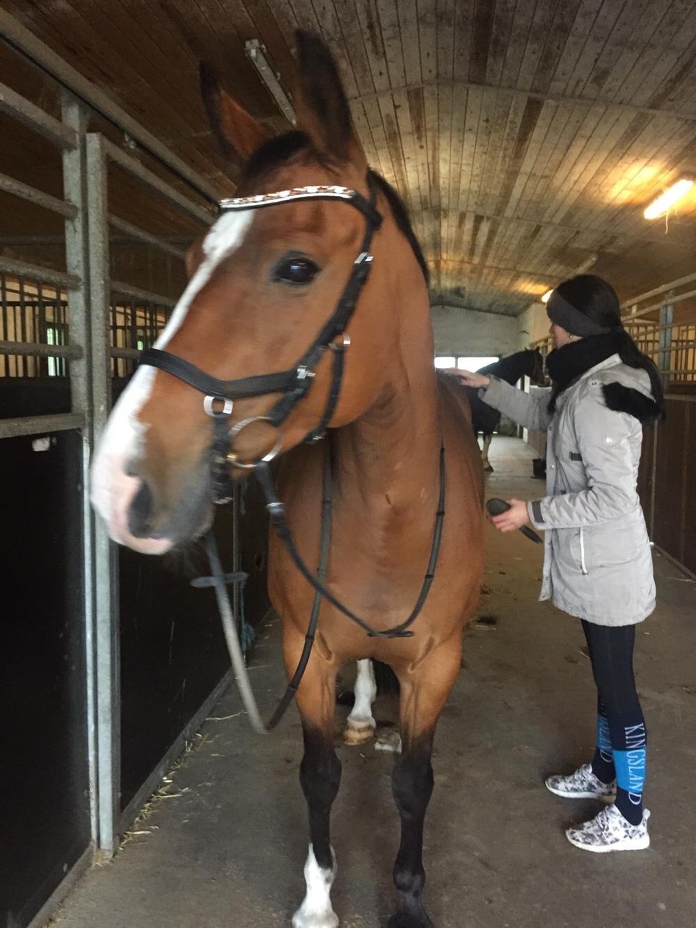 Dansk Varmblod OK-Gruppen Akasia billede 10