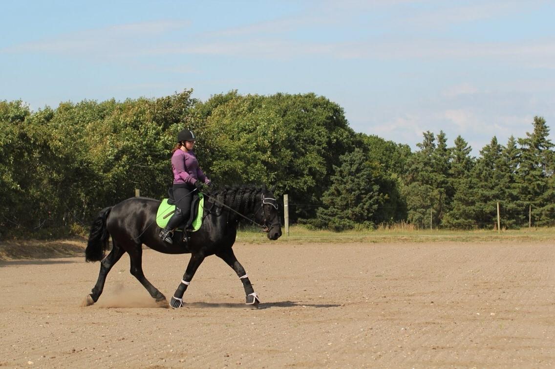 Frieser Femkje - Sommer 2017 billede 3