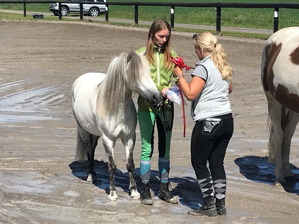 Welsh Mountain (sec A) Team J Nielsen's Felix - juli 2017 billede 11