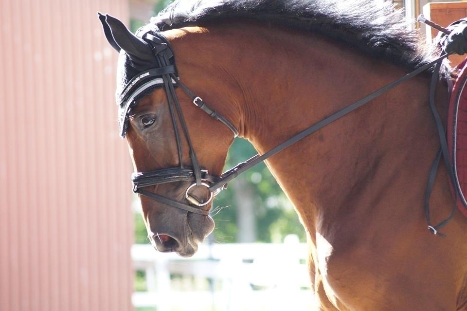 Anden særlig race Hanuzka billede 13