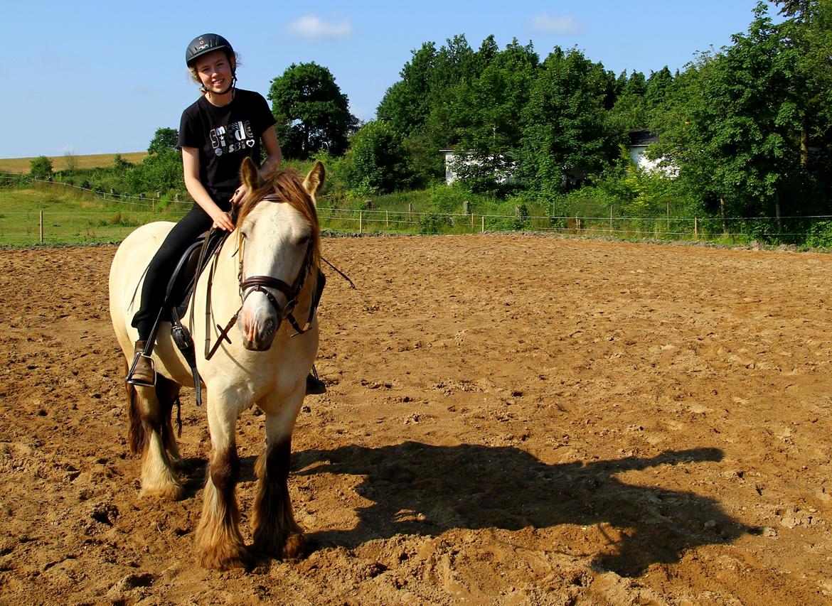 Irish Cob Nydals Sir Winston billede 19