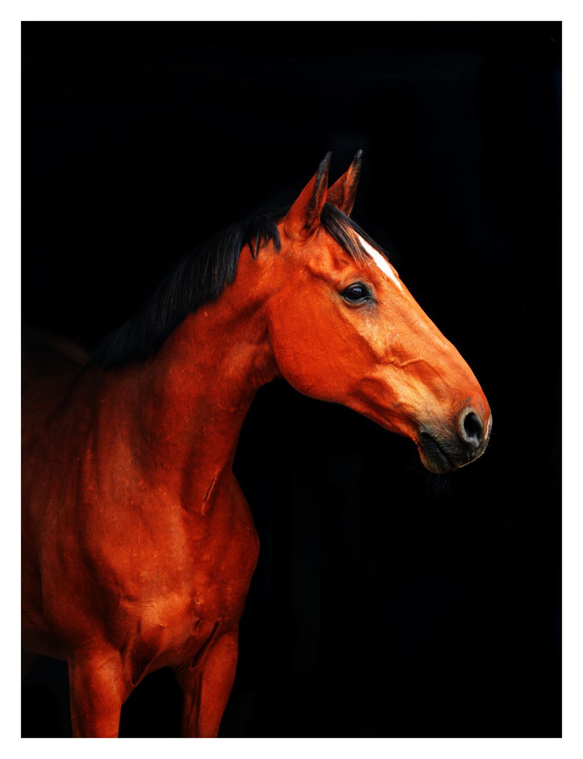 Dansk Varmblod Larvik V. billede 4