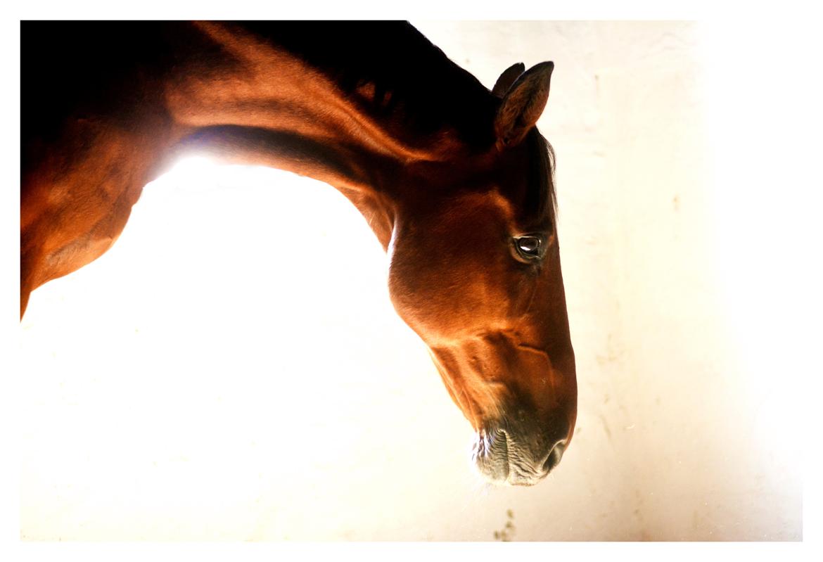 Dansk Varmblod Larvik V. billede 1