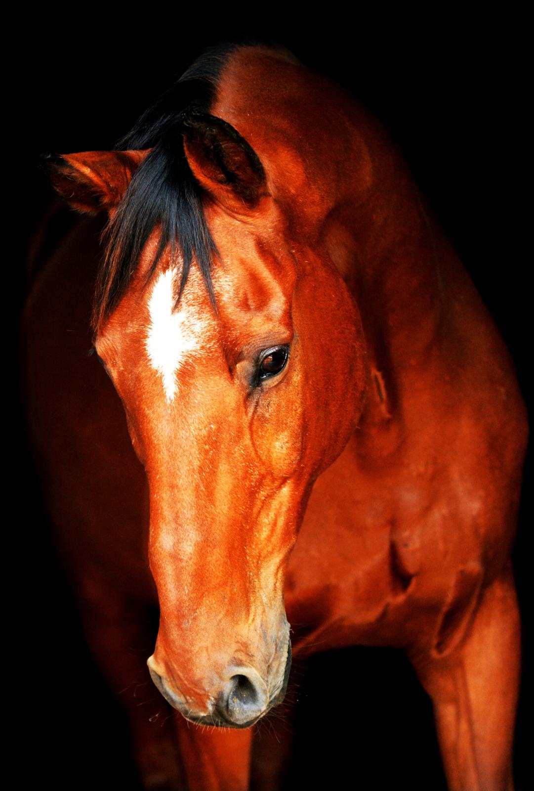 Dansk Varmblod Larvik V. billede 2