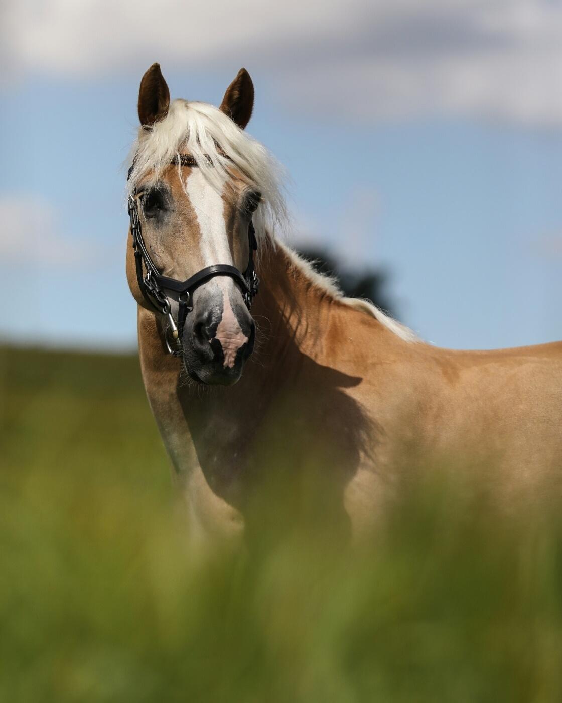 Haflinger Ferrari Bakkely billede 1