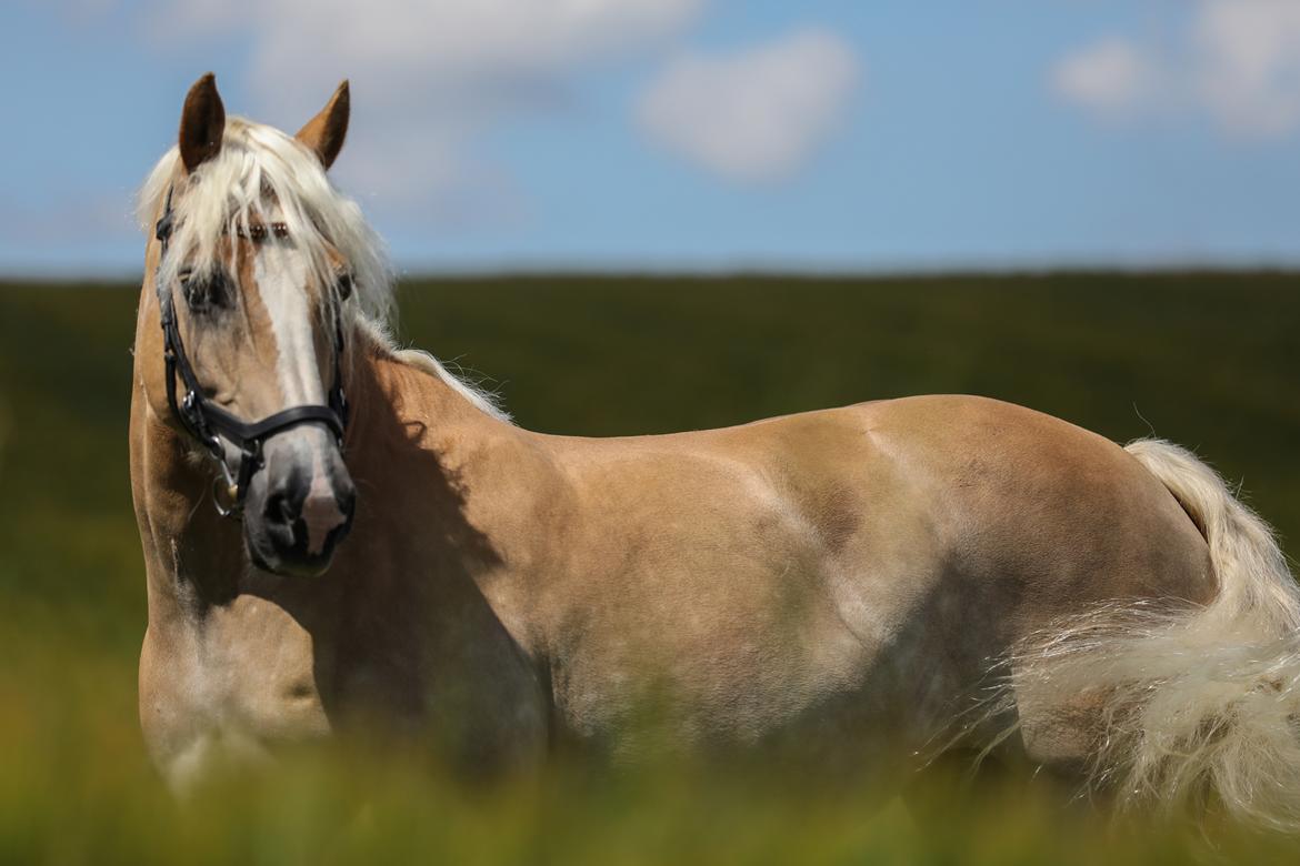 Haflinger Ferrari Bakkely billede 2
