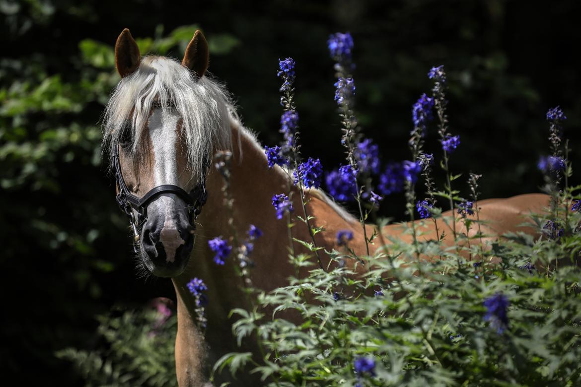 Haflinger Ferrari Bakkely billede 3