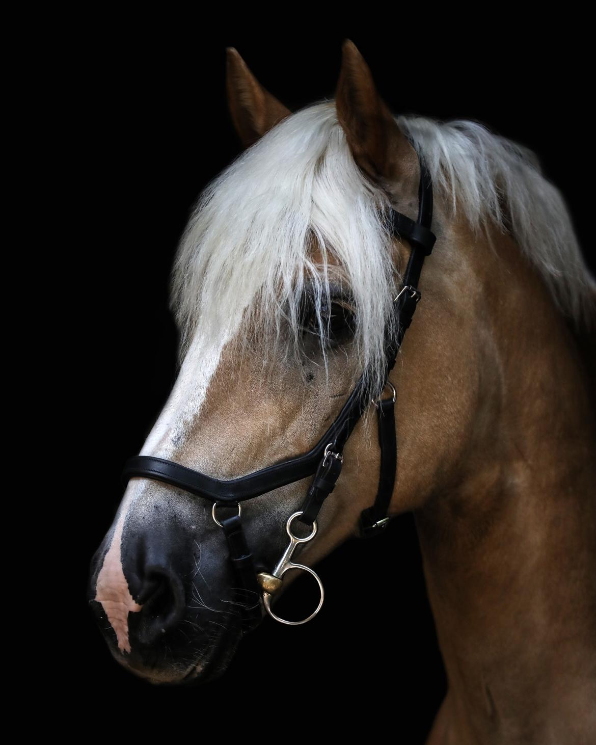 Haflinger Ferrari Bakkely billede 4
