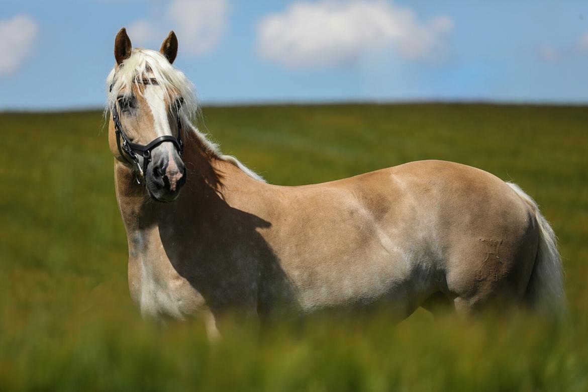 Haflinger Ferrari Bakkely billede 5
