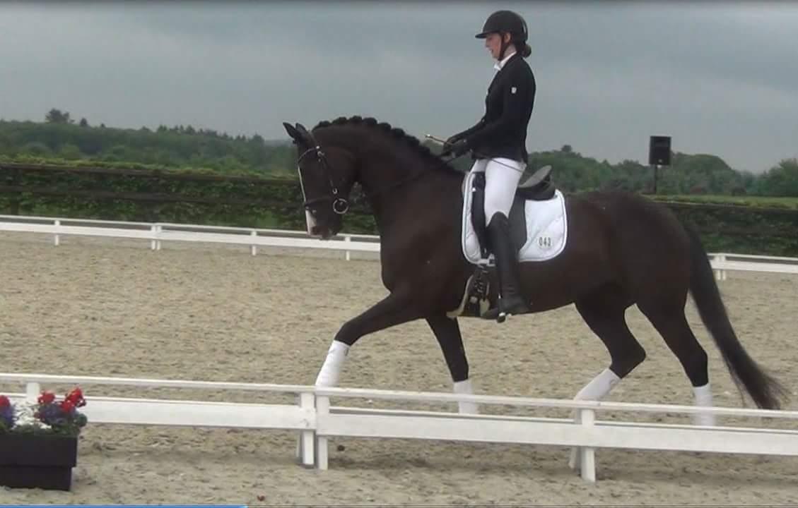 Dansk Varmblod Grønnessegaards Duchesse Noir billede 2