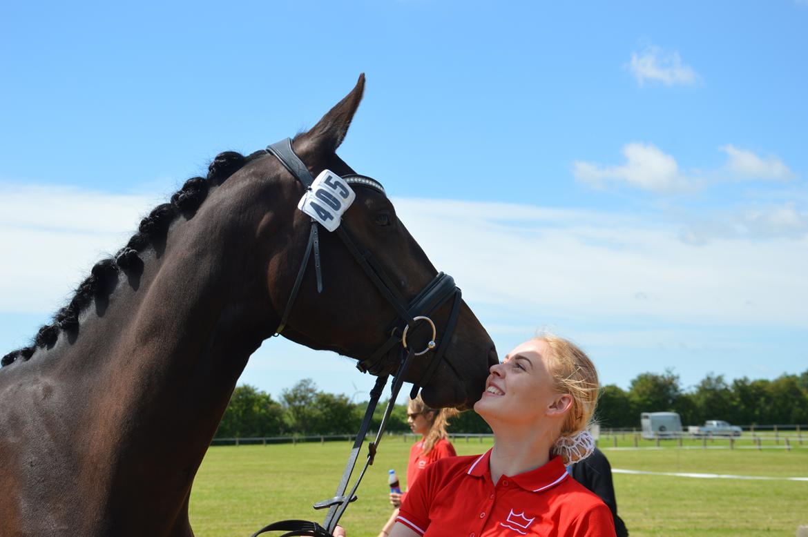 Dansk Varmblod Elversøes Kygo Magic billede 2